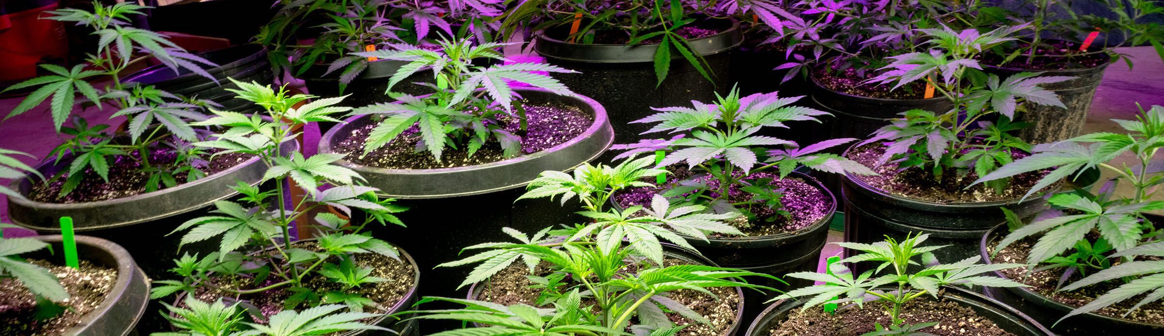 Cannabis Lawyers - Marijuana Lawyers - Cannabis Attorneys